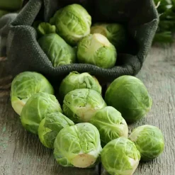 De Bolster Koolgewassen | Groenten*Spruitkool ‘Groninger’ - 1g - BIO