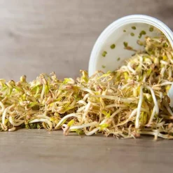 De Bolster Kiemgroenten*Taugé - Kiemgroente - 25g - BIO