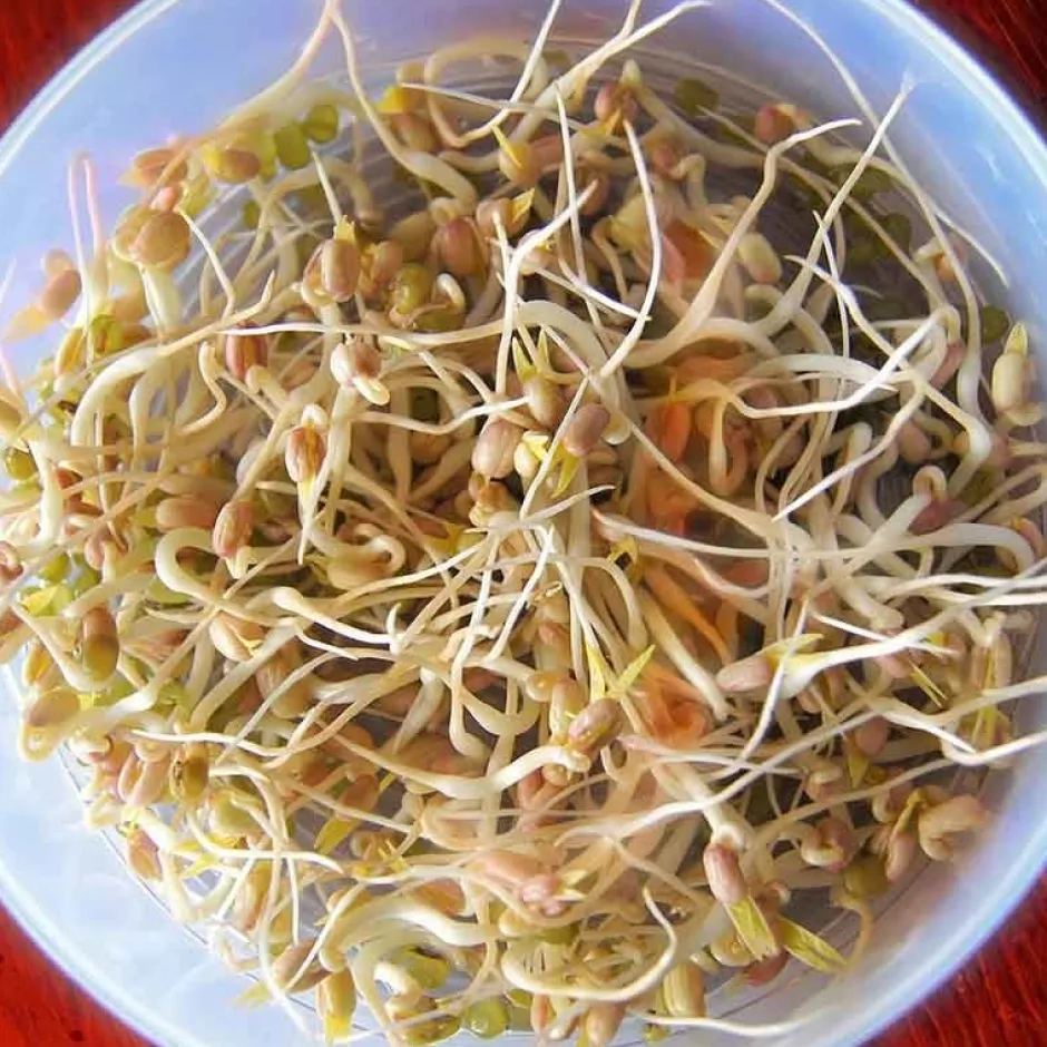 De Bolster Kiemgroenten*Taugé - Kiemgroente - 25g - BIO