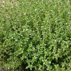 De Bolster Kruiden*Tijm ‘Duitse Winter’ - 0,5g - BIO
