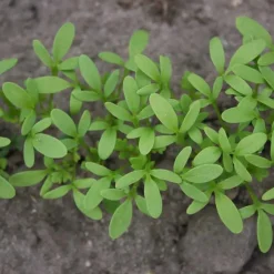 De Bolster Kiemgroenten | Blad- En Stengelgewassen*Tuinkers 'Cressida’ - 15g - BIO