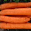 De Bolster Wortel- En Knolgewassen | Groenten*Winterwortel 'Flakkée 2’ - 6g - BIO