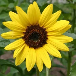 De Bolster Bloemen*Zonnebloem - Middelgroot - 2g - BIO